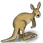 kangaroo
